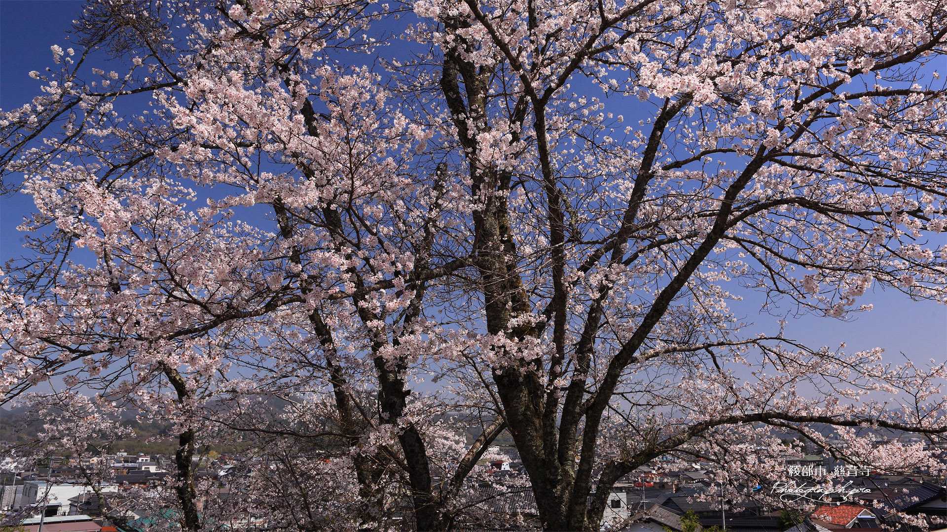 慈音寺の桜