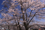 慈音寺の桜