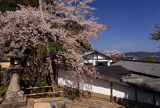 山王宮日吉神社の含紅桜