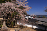 山王宮日吉神社の含紅桜