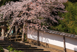 含紅桜