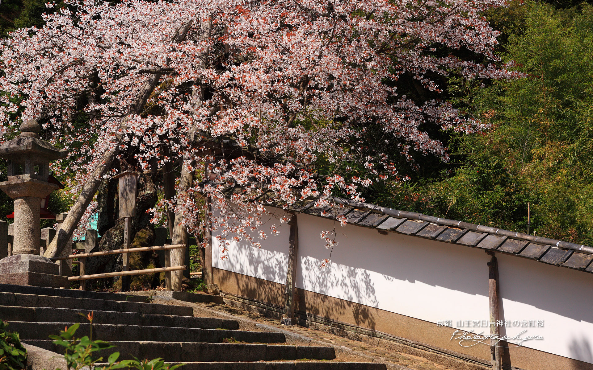 含紅桜