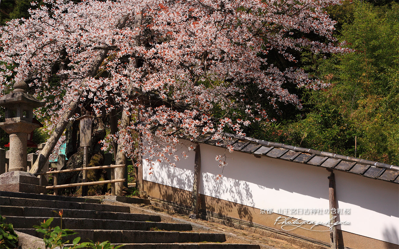 含紅桜 壁紙