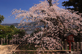 日吉神社の含紅桜