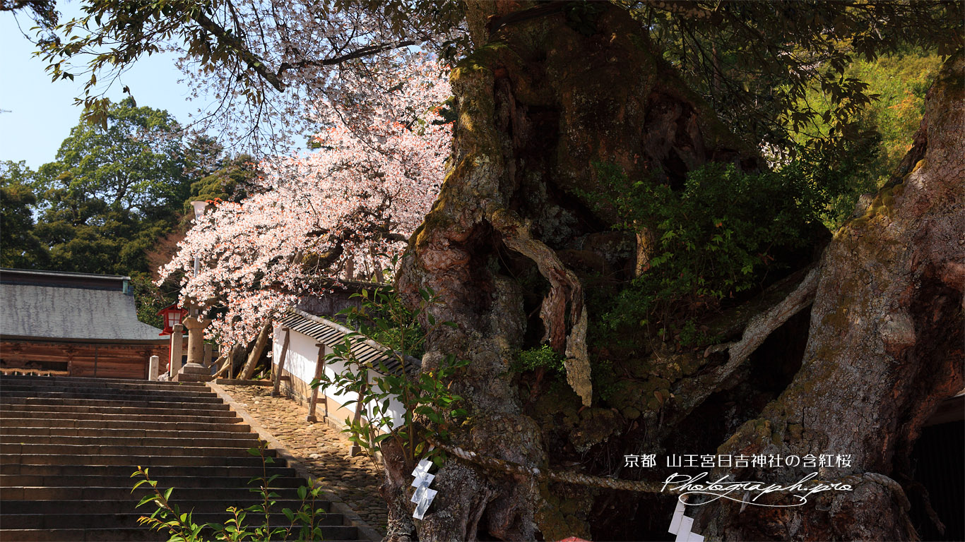 山王宮日吉神社の桜 壁紙