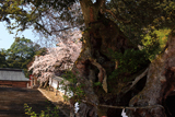 山王宮日吉神社の桜