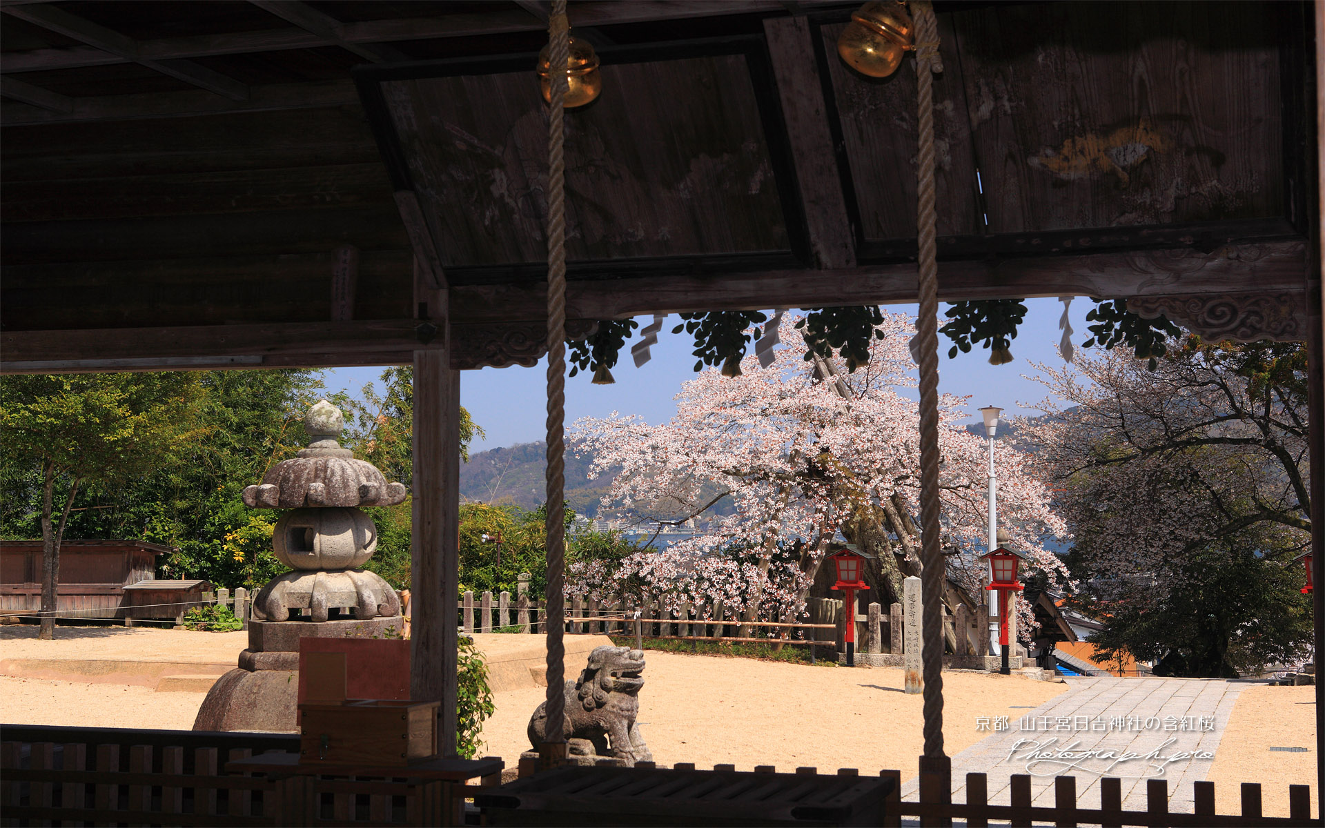 山王宮日吉神社含紅桜
