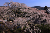 雲源寺のしだれ桜