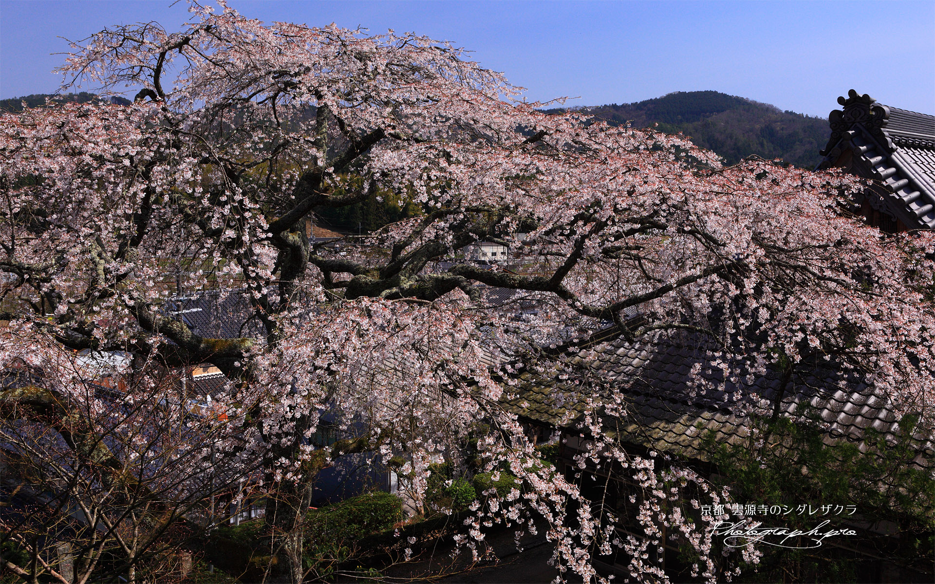 雲源寺のしだれ桜