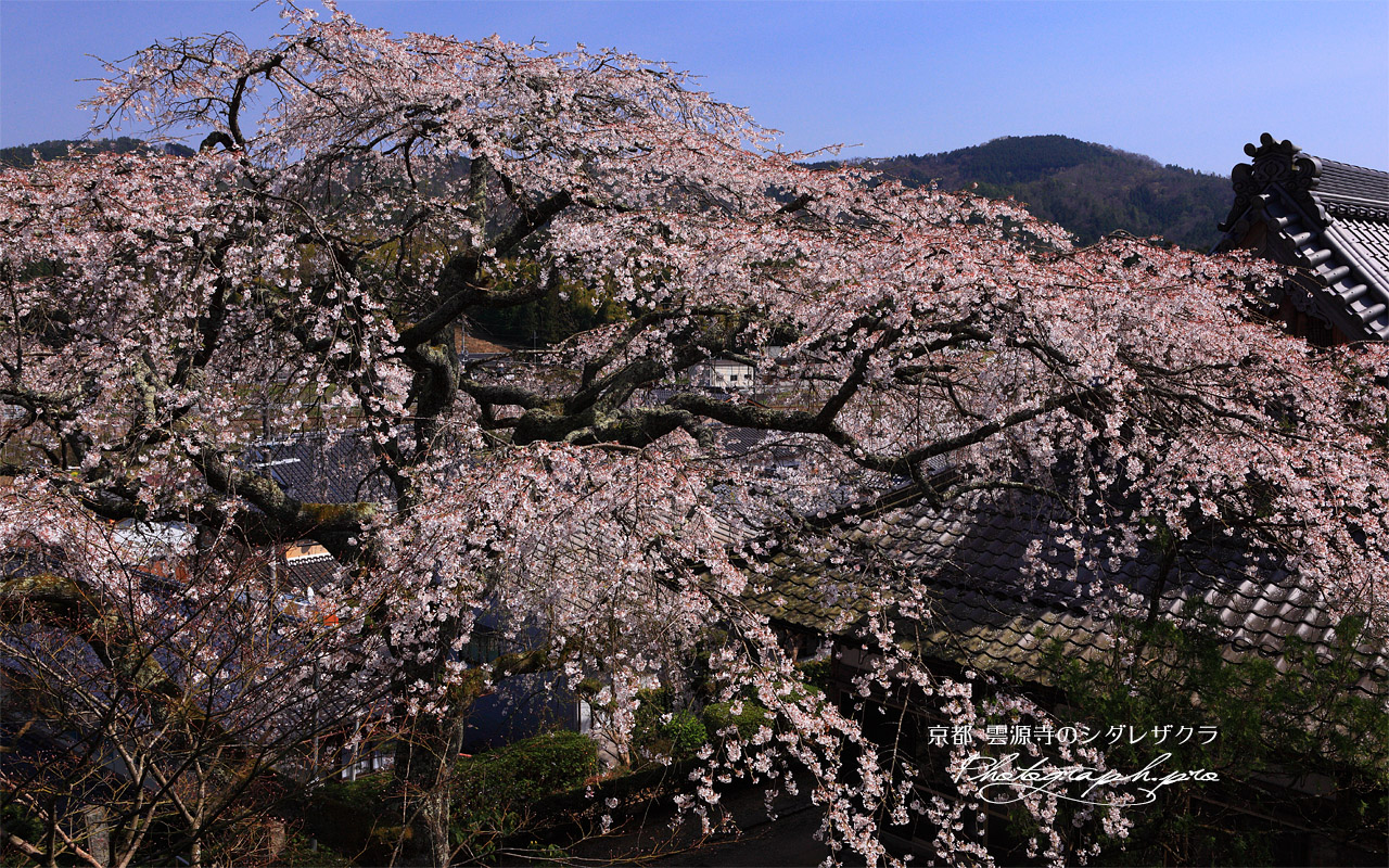 雲源寺のしだれ桜 壁紙