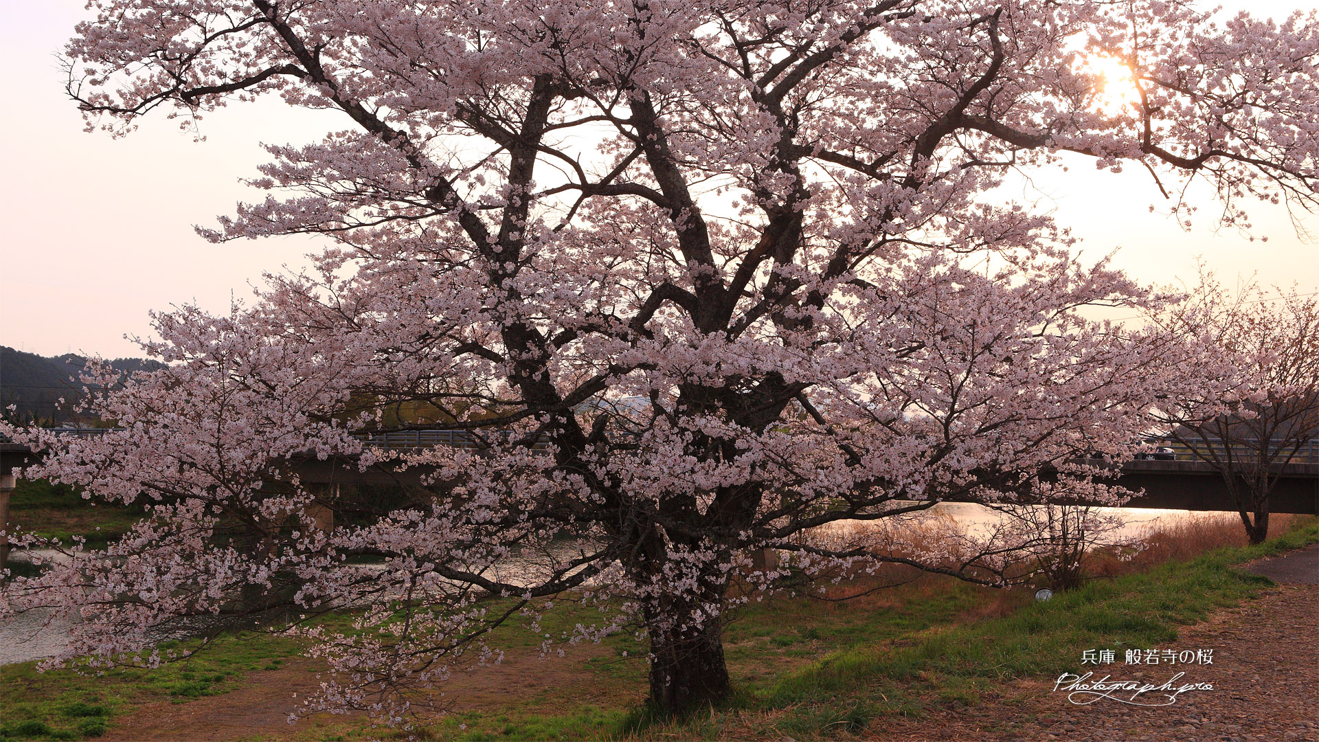 般若寺の一本桜
