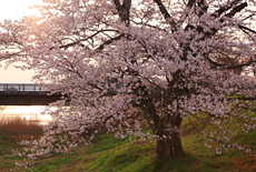 般若寺の桜