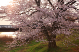 般若寺の桜