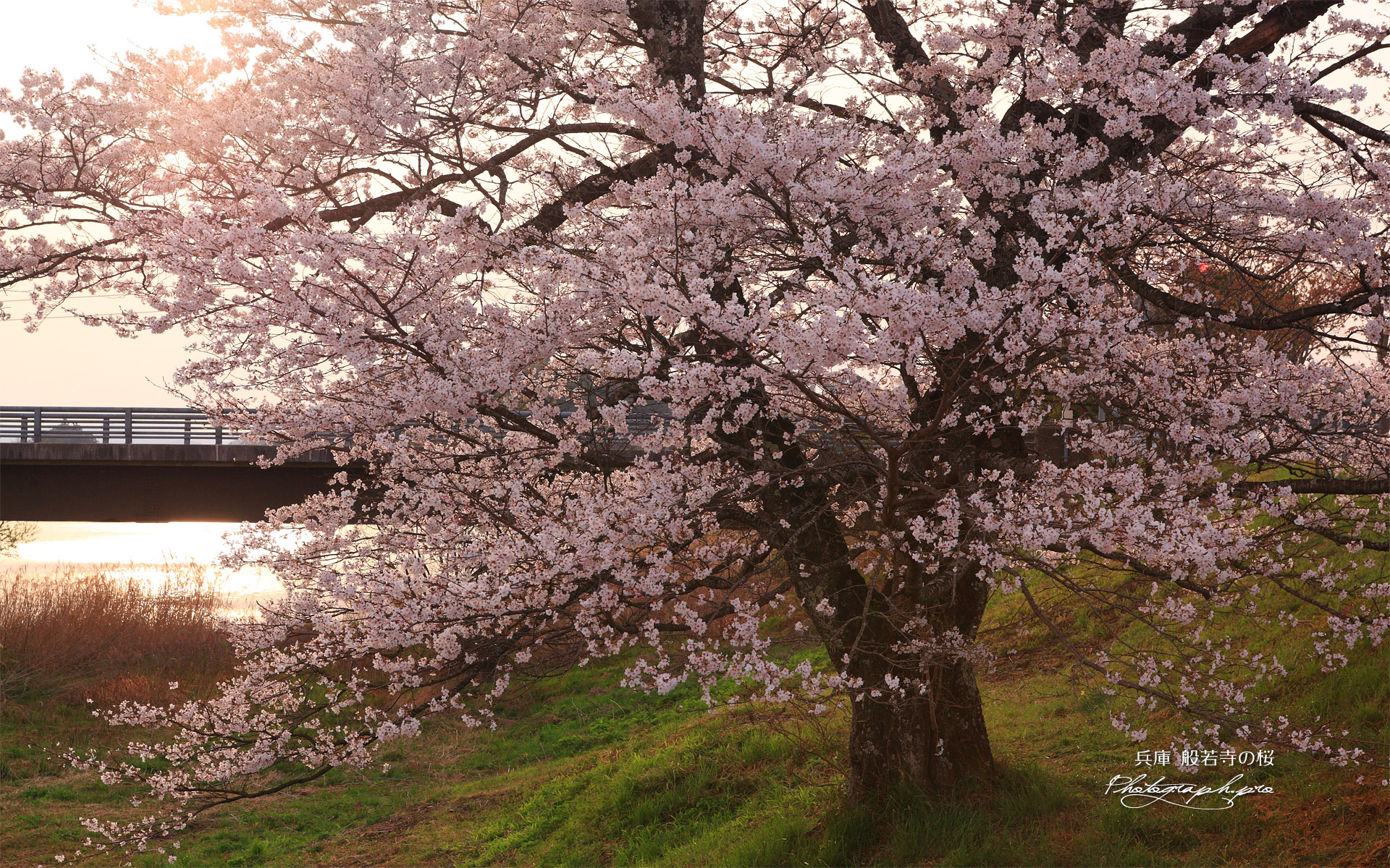 般若寺の桜