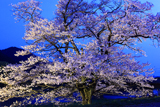 般若寺の夜桜