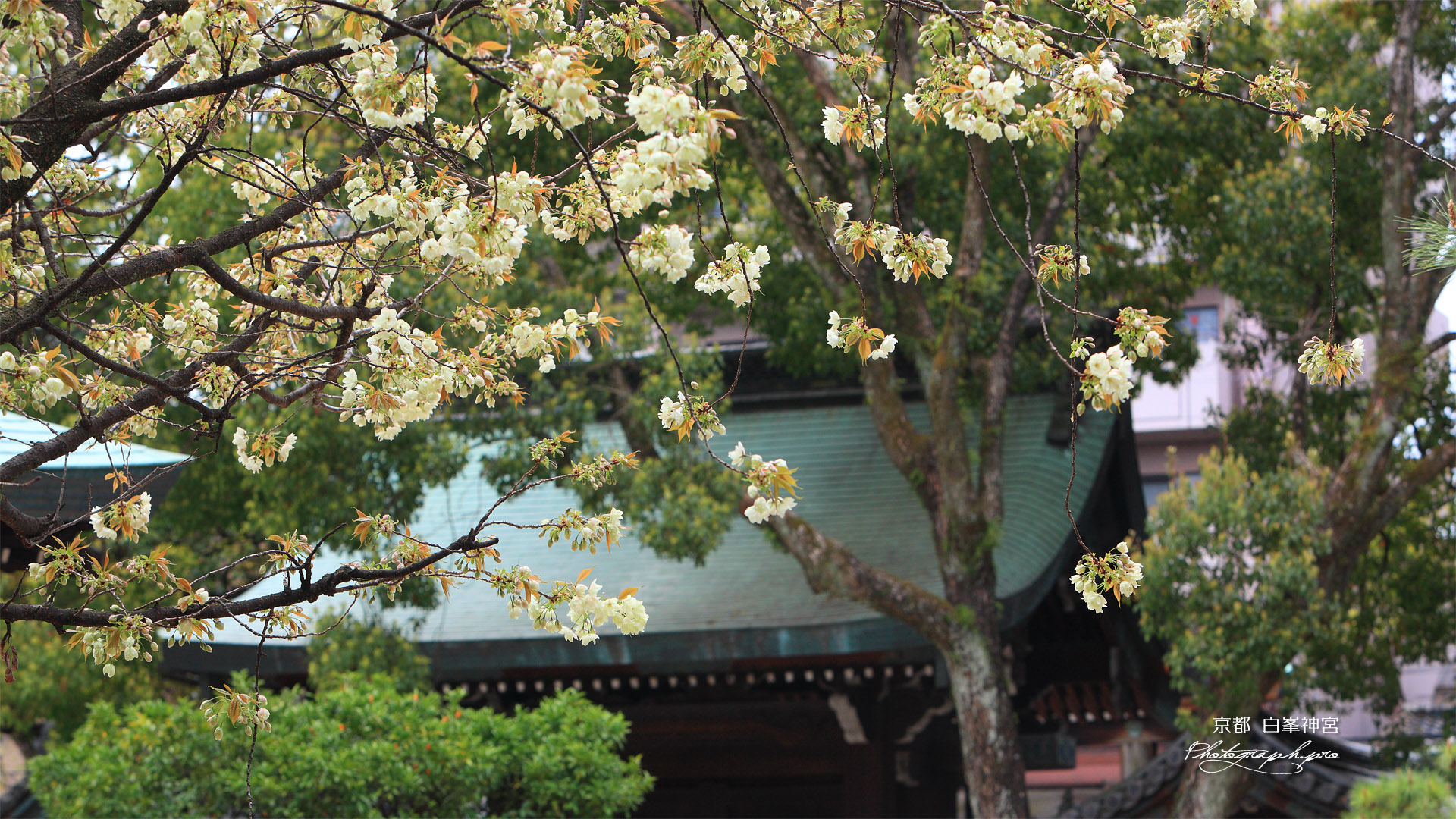 白峯神宮 鬱金桜