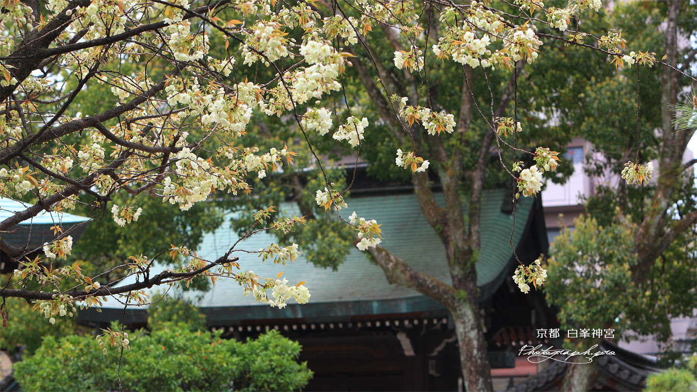 白峯神宮 鬱金桜 壁紙