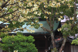 白峯神宮 鬱金桜