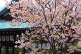 白峯神宮 撫子桜と拝殿