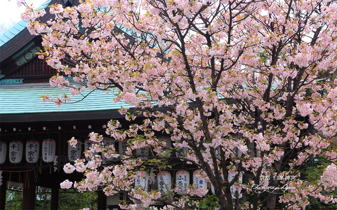白峯神宮 撫子桜と拝殿 壁紙