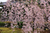 浄福寺 枝垂れ桜