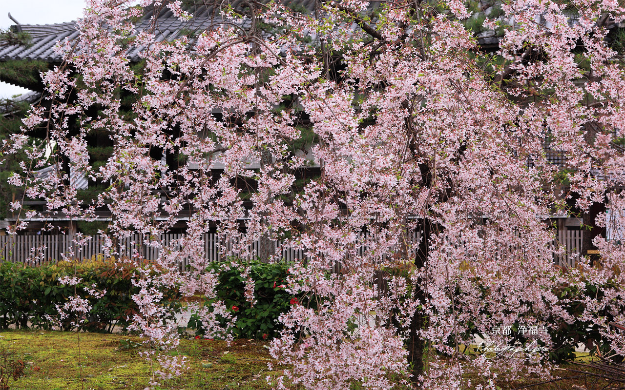 浄福寺 枝垂れ桜 壁紙