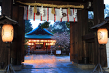 白峯神宮 神門越しのナデシコ桜