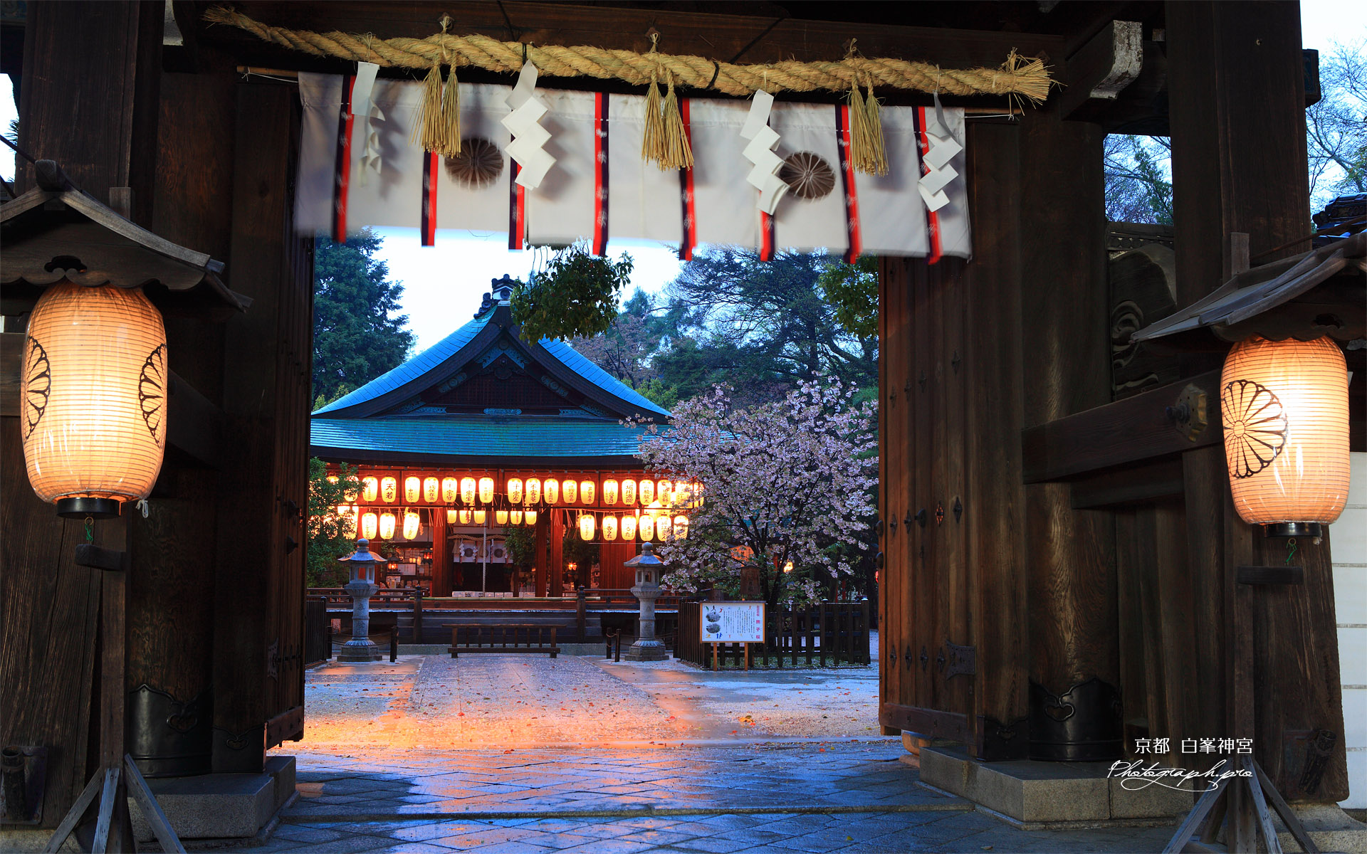 白峯神宮 神門越しのナデシコ桜