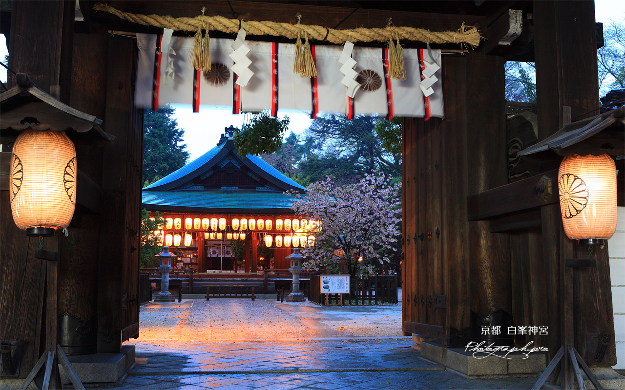白峯神宮 神門越しのナデシコ桜 壁紙