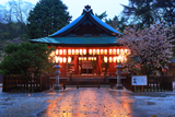 白峯神宮 宵の拝殿と左近の桜