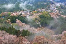 奈良県の桜