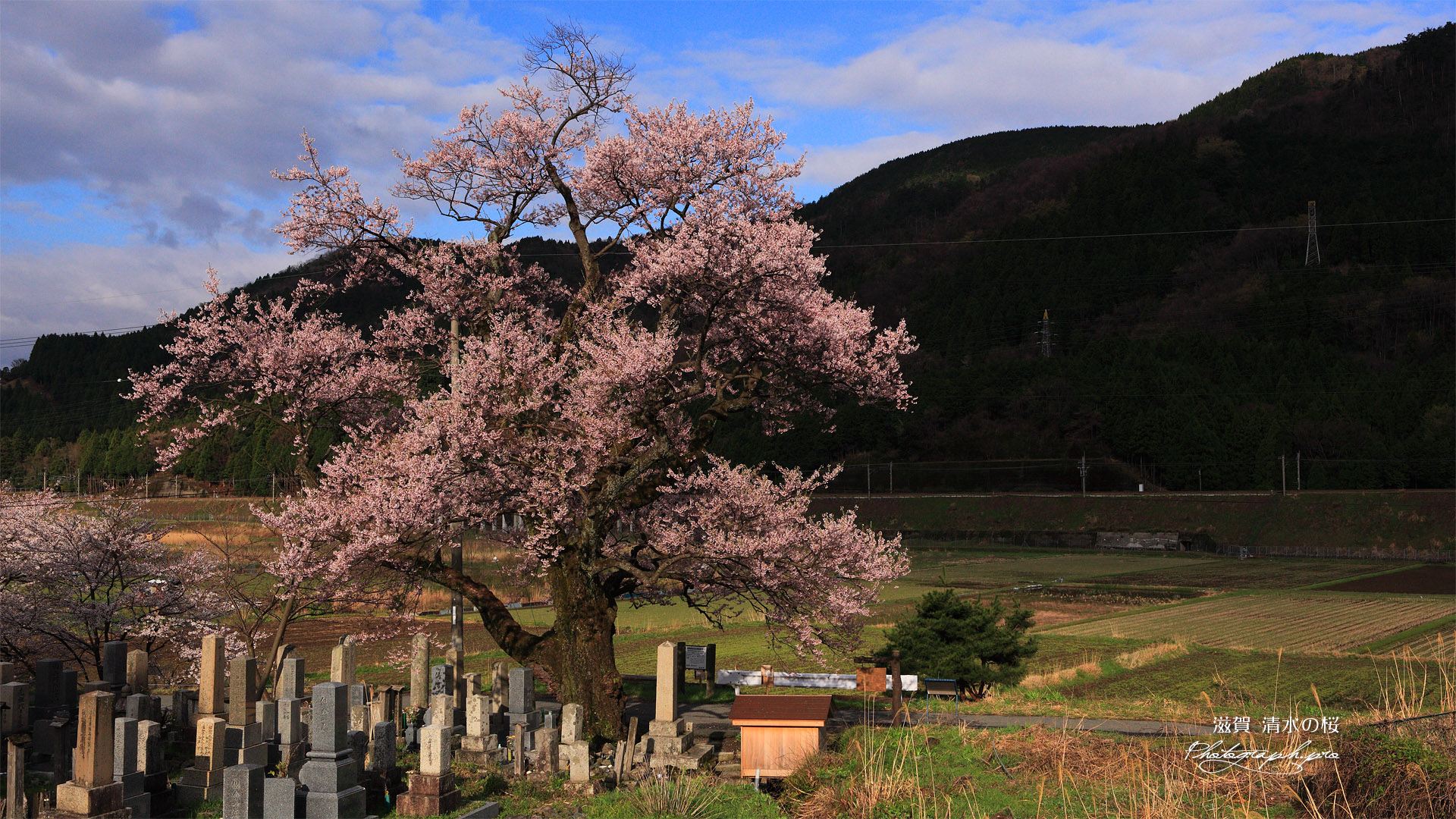 清水の桜