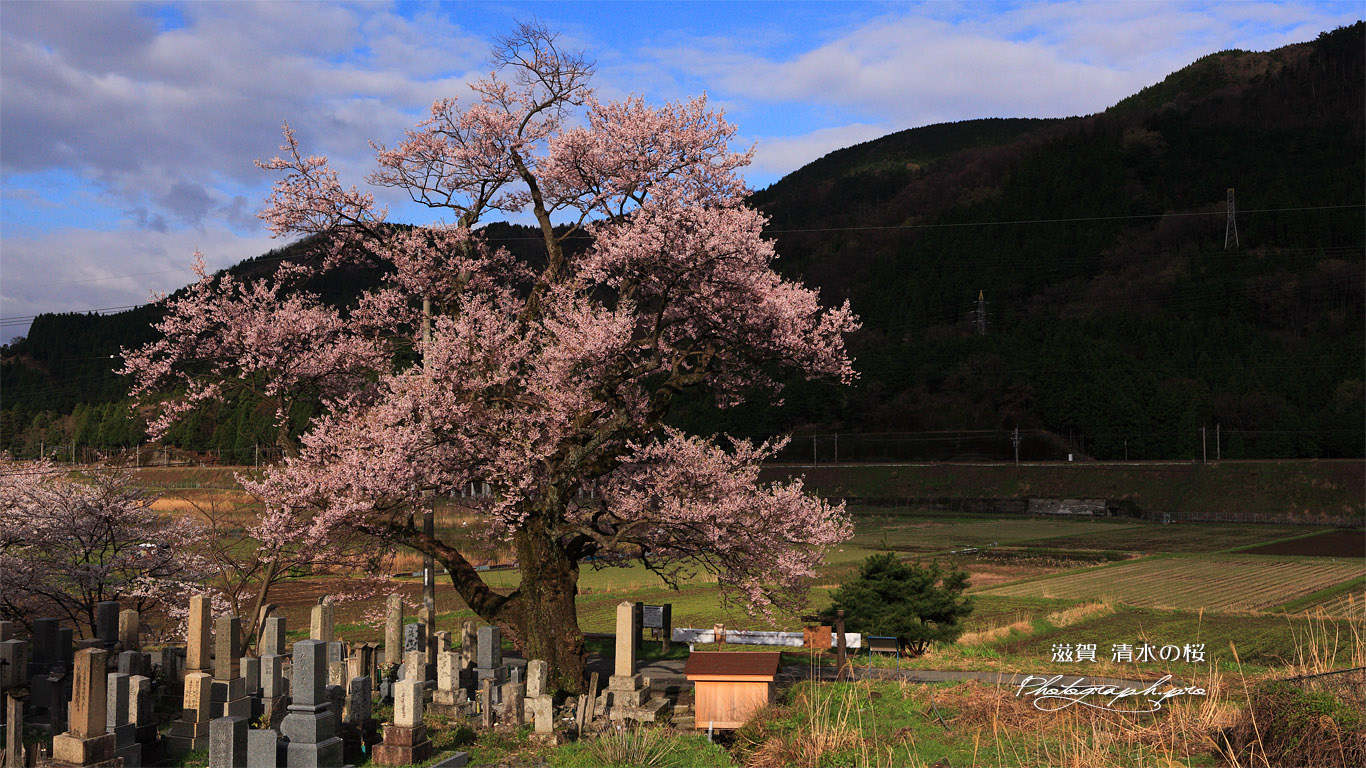 清水の桜 壁紙