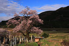 清水の桜