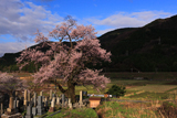清水の桜