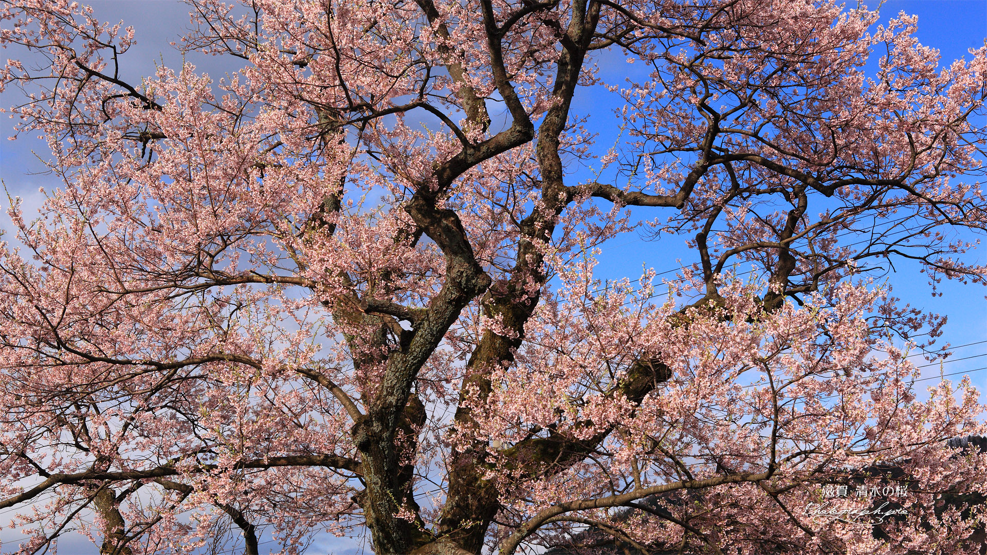 見返りの桜