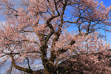 見返りの桜