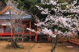 高島市 大崎寺