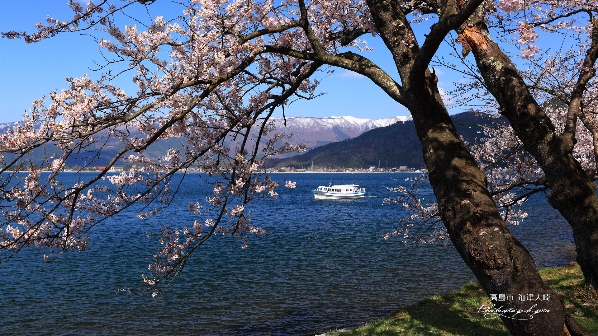 海津大崎の桜