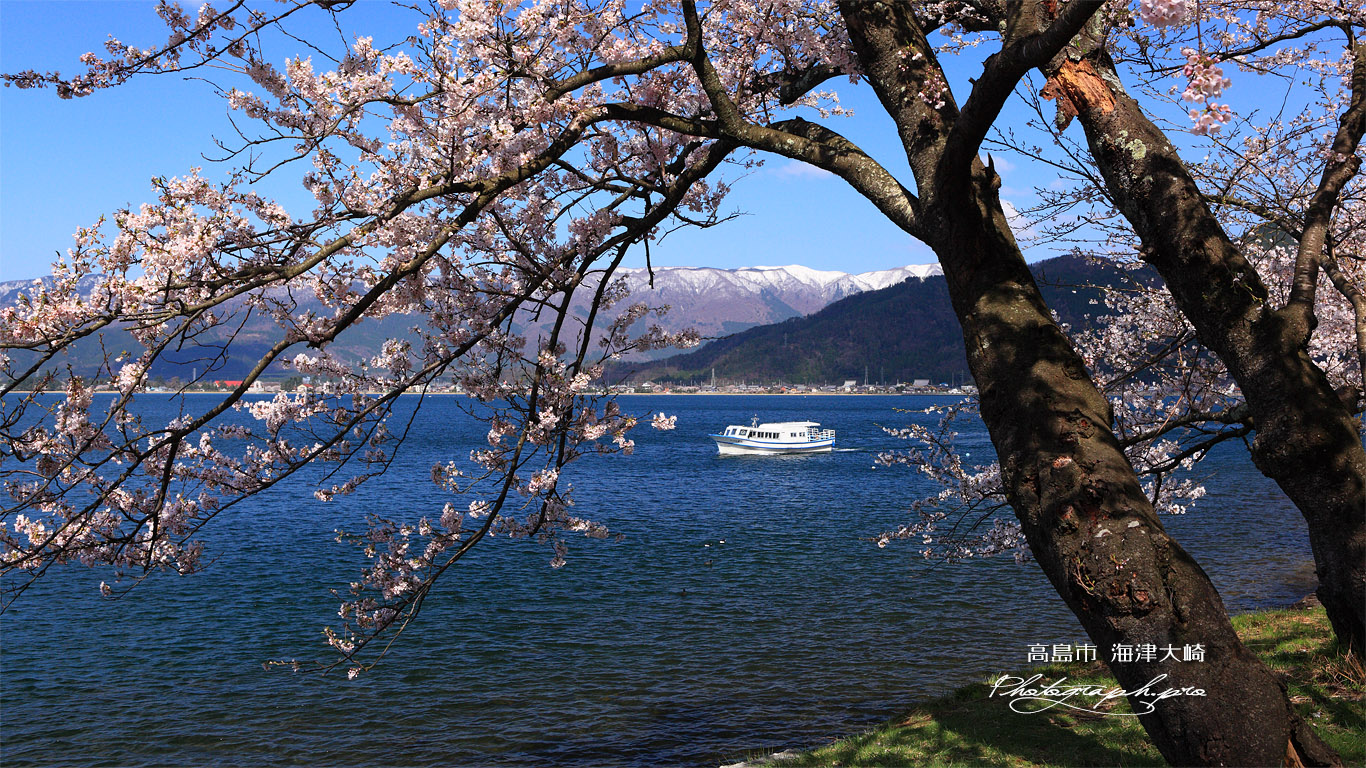海津大崎の桜 壁紙