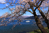 海津大崎の桜
