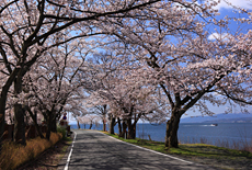 海津大崎の桜
