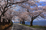 海津大崎の桜