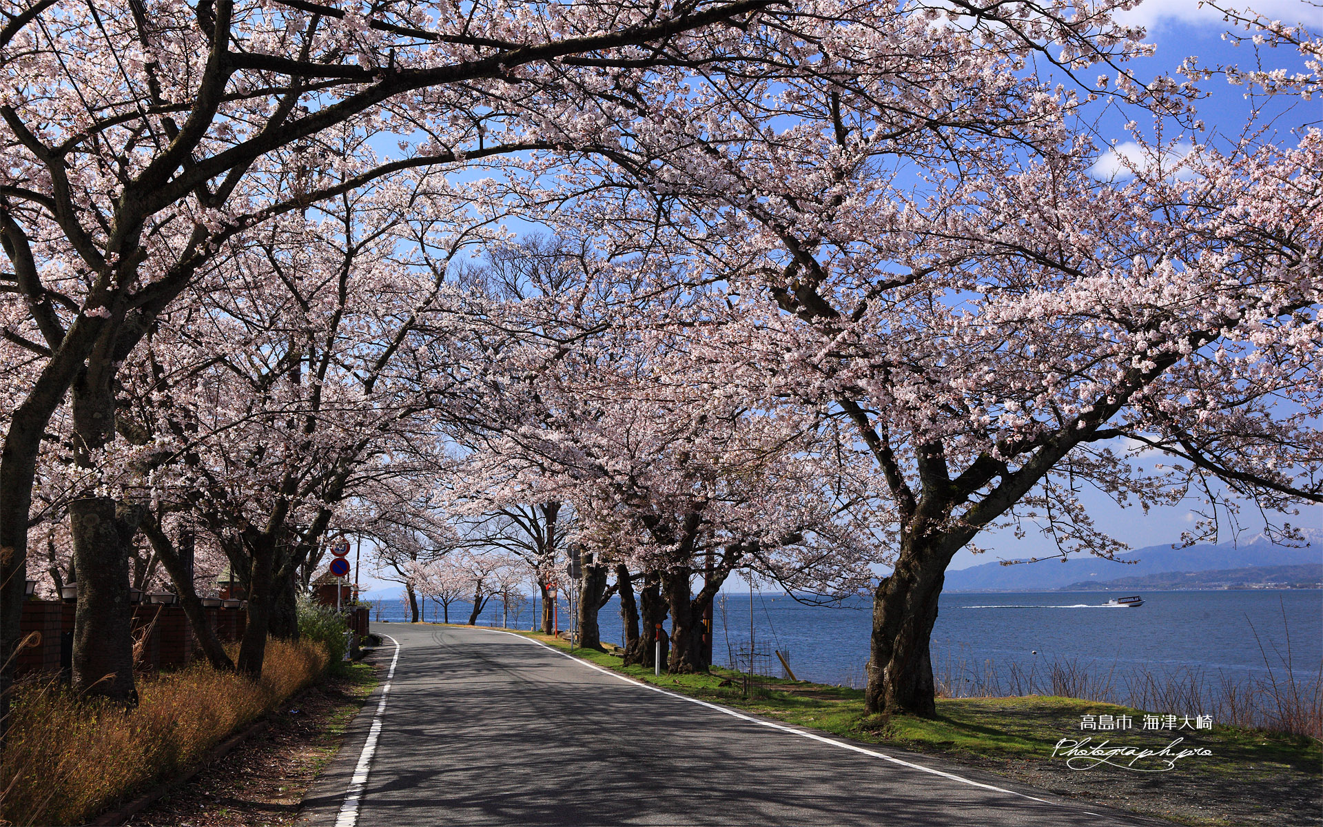 海津大崎の桜