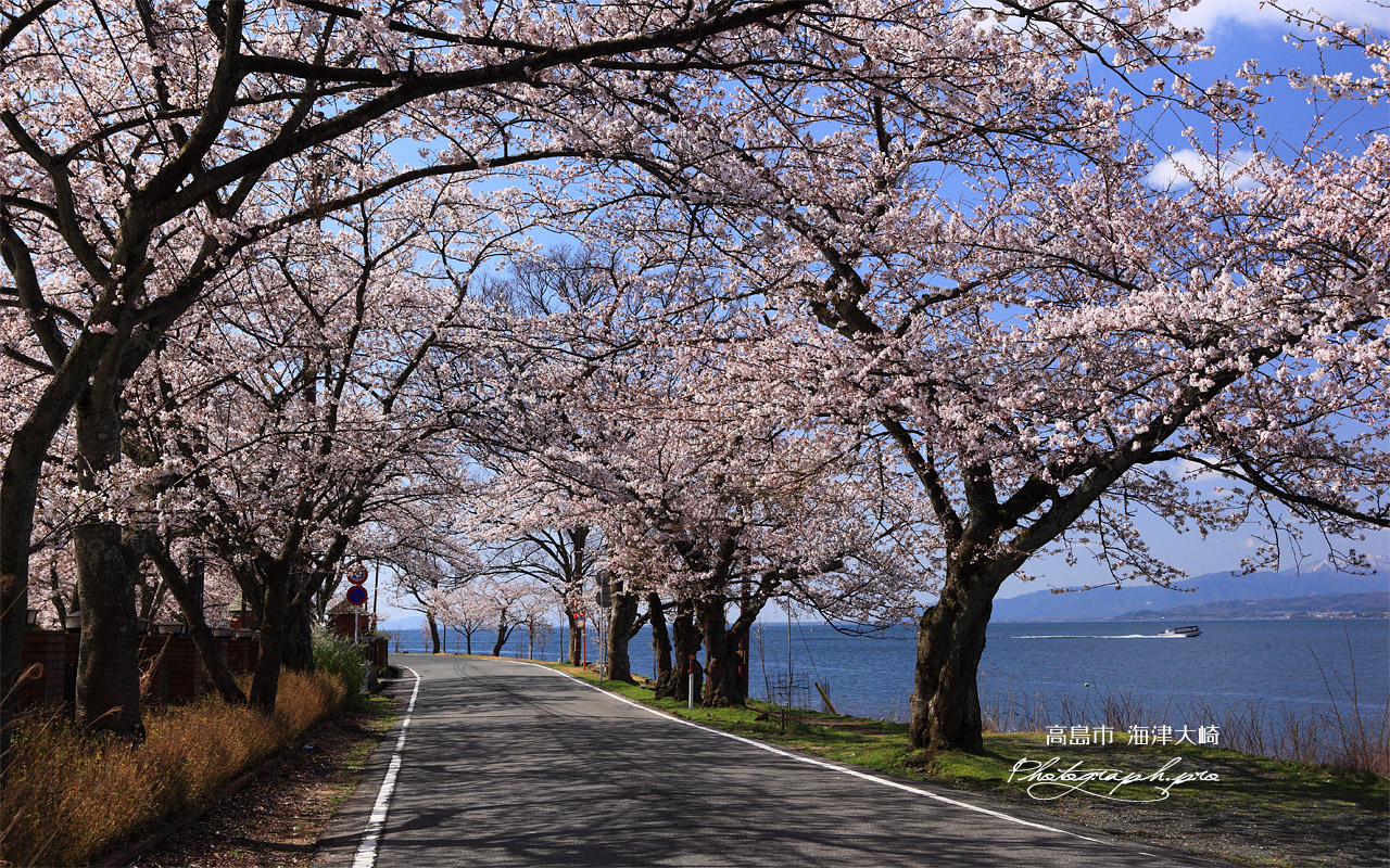 海津大崎の桜 壁紙