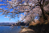 海津大崎の桜