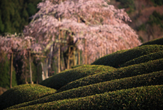 畑のしだれ桜