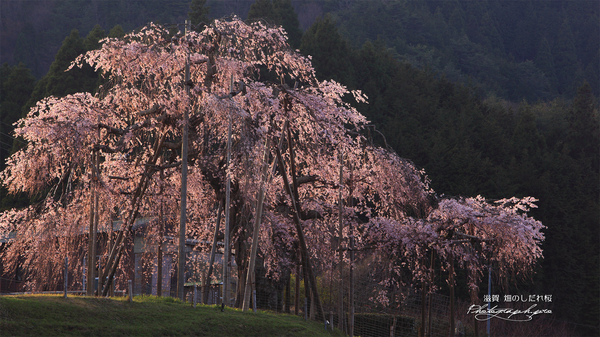 畑の枝垂れ桜