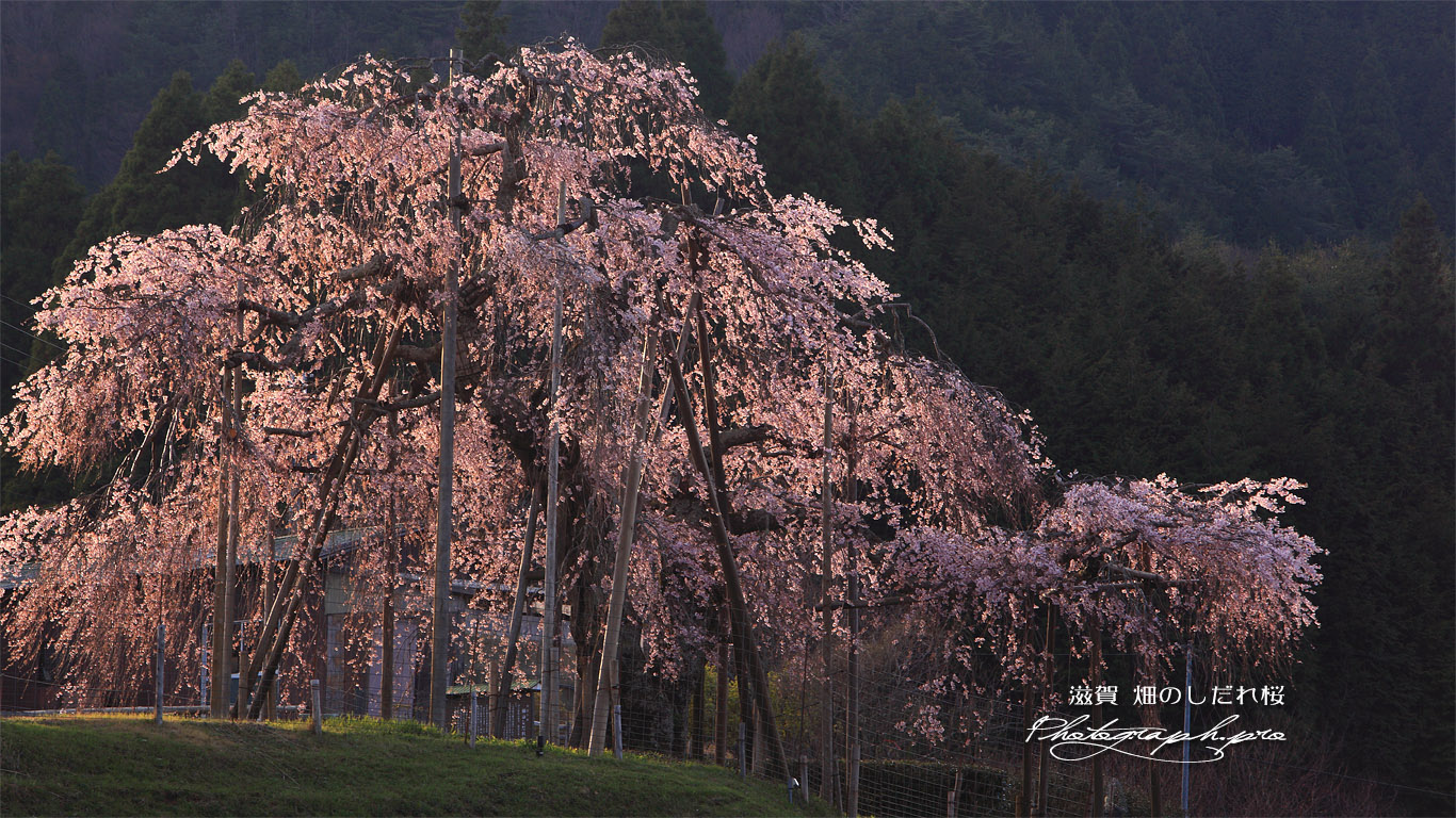 畑の枝垂れ桜 壁紙