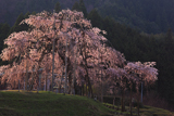 畑の枝垂れ桜